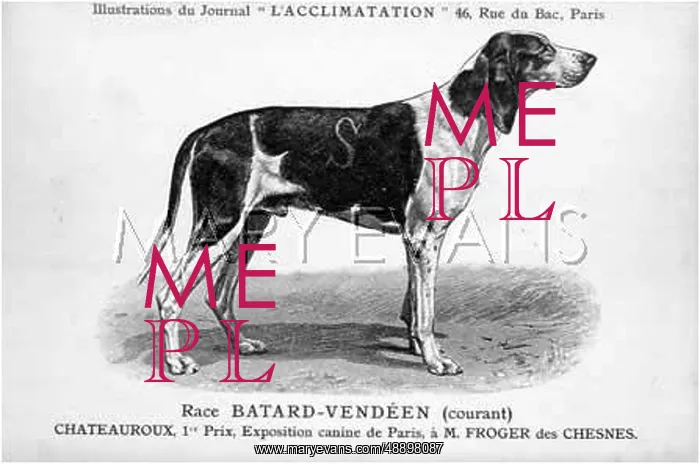 : Batard Vendeen Dog : Batard Vendeen Dog