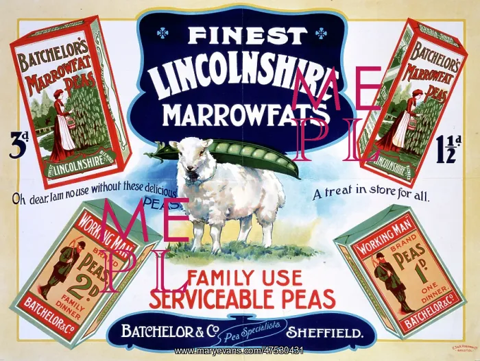 : Batchelor & Co advert : Batchelor & Co advert