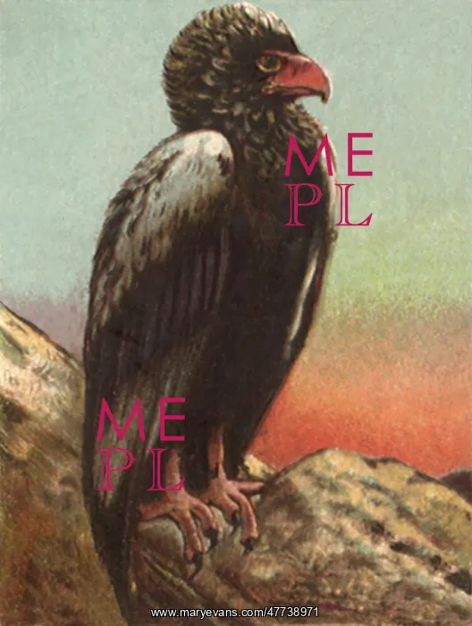  : Bateleur Eagle