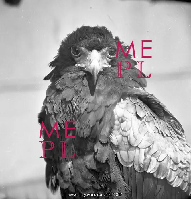 : Bateleur eagle : Bateleur eagle