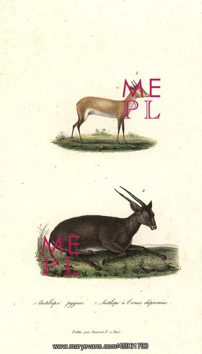 : Bates's pygmy antelope and anoa (critically endangered) : Bates's pygmy antelope and anoa (critically endangered)