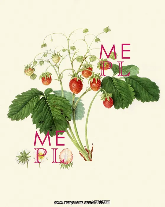 : Bath Scarlet Strawberry : Bath Scarlet Strawberry