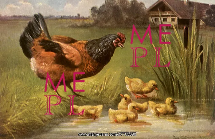  : Bathing the Chicks