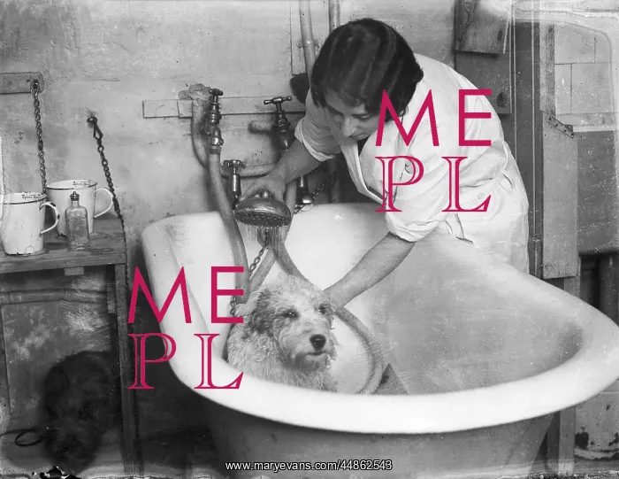  : Bathing a Dog