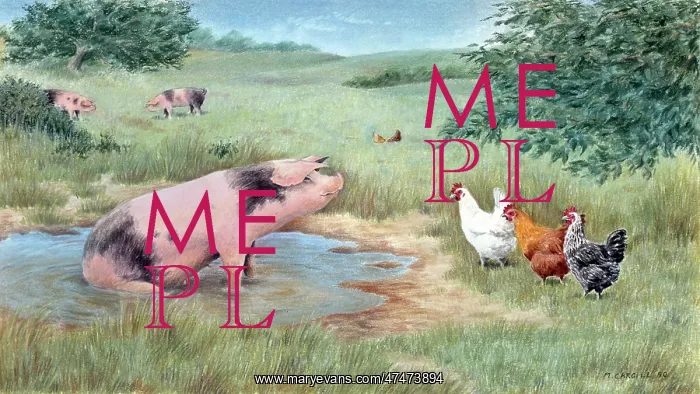  : Bathtime Visitors - pig and hens