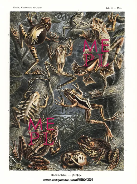 : Batrachia frogs and toads : Batrachia frogs and toads