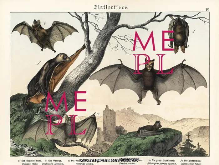 : Bats and flying foxes : Bats and flying foxes
