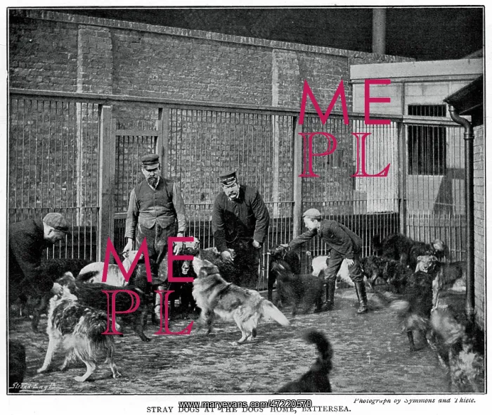 : Battersea Dogs Home 1896 : Battersea Dogs Home 1896