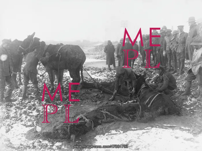 : Battle of Messines Ridge 1917 : Battle of Messines Ridge 1917