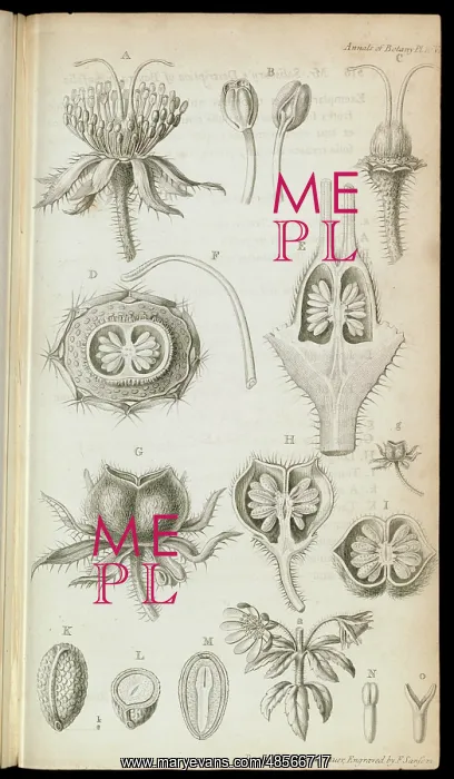 : Bauera rubioides : Bauera rubioides
