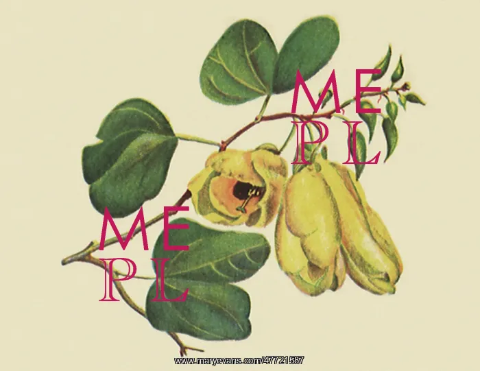  : Bauhinia tomentosa