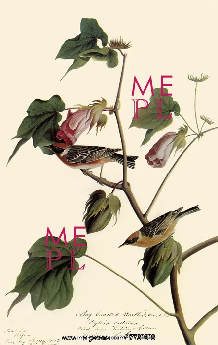  : Bay-Breasted Warbler