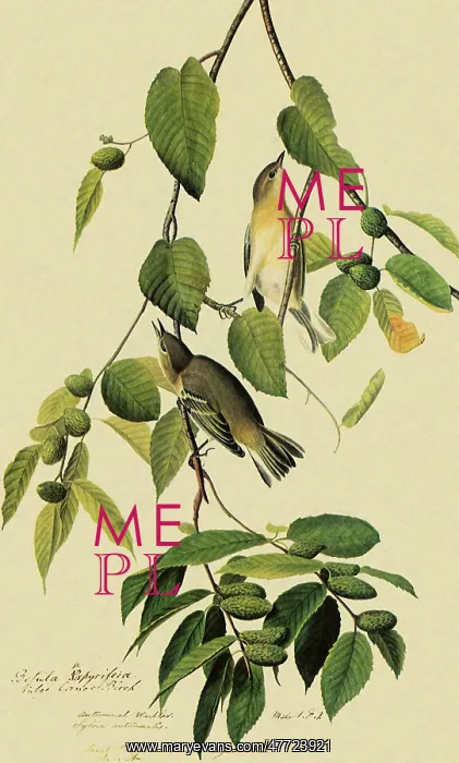 : Bay-Breasted Warbler, Dendroica castanea : Bay-Breasted Warbler, Dendroica castanea