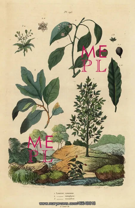  : Bay laurel, camphor and sassafras