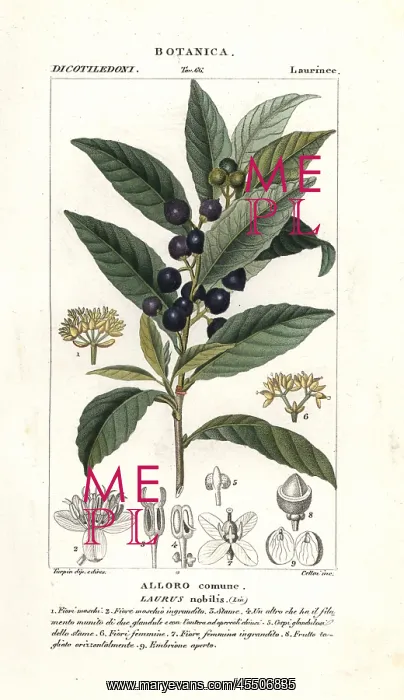 : Bay laurel, Laurus nobilis : Bay laurel, Laurus nobilis