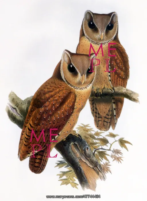 : Bay Owl (Pholidius badius) : Bay Owl (Pholidius badius)
