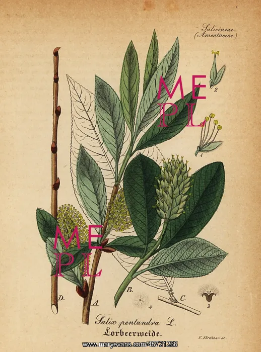 : Bay willow, Salix pentandra : Bay willow, Salix pentandra