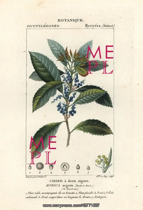 : Bayberry, Morella pubescens : Bayberry, Morella pubescens