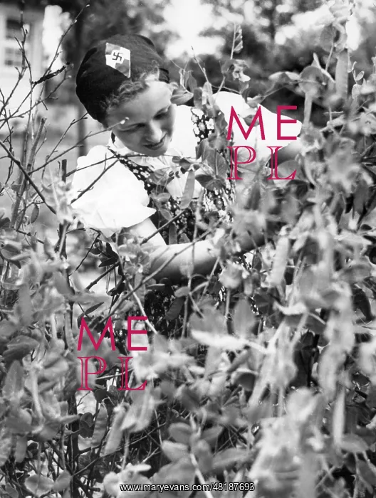 : BDM girl picking beans, 1939 : BDM girl picking beans, 1939