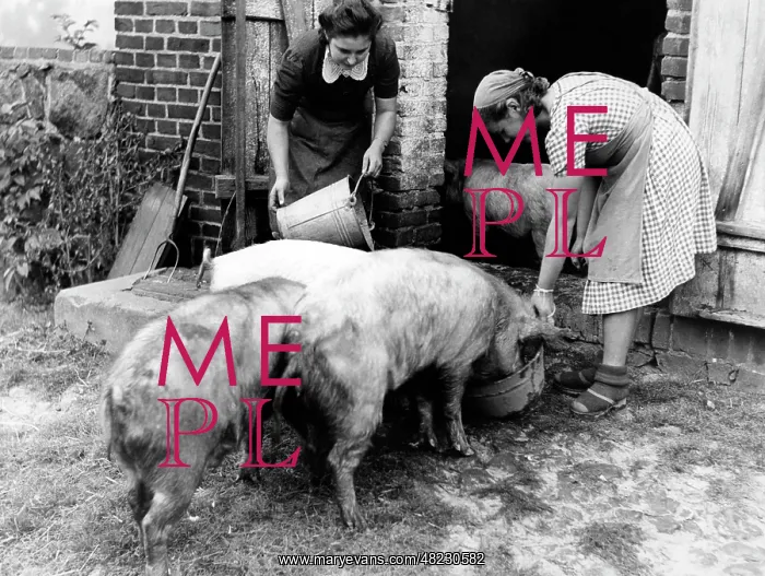 : BDM girls feeding pigs, 1941 : BDM girls feeding pigs, 1941