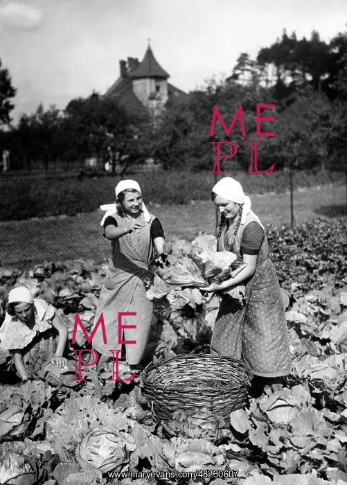 : BDM girls harvest cabbage, 1934 : BDM girls harvest cabbage, 1934