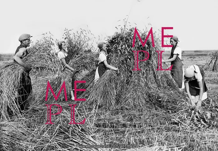 : BDM girls help with the harvest : BDM girls help with the harvest