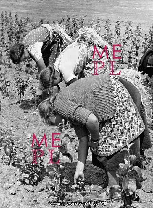  : BDM girls work in a tree nursery, 1939