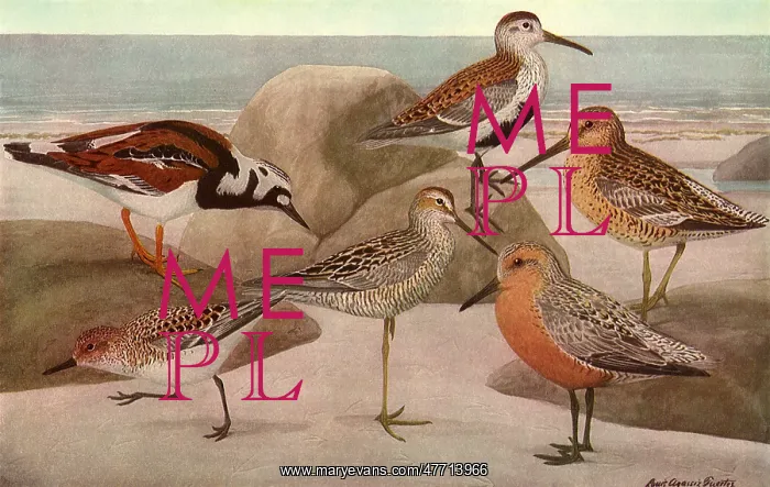  : Beach Birds
