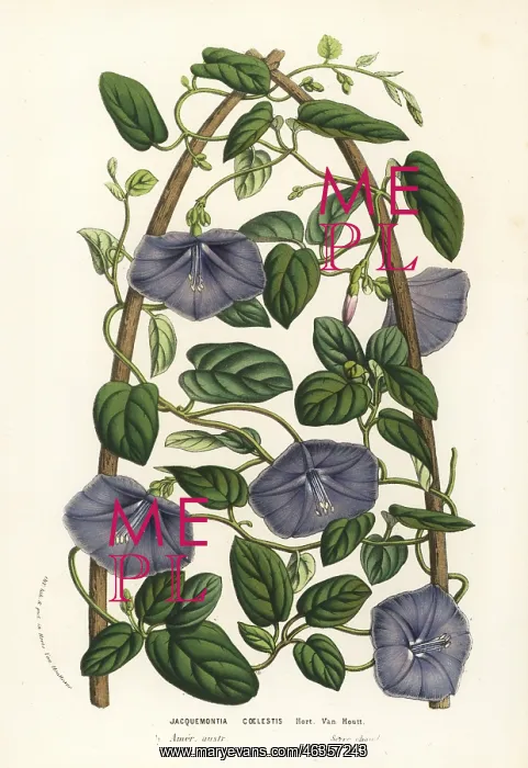 : Beach clustervine, Jacquemontia coelestis : Beach clustervine, Jacquemontia coelestis