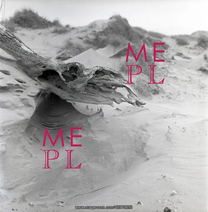  : Beach driftwood
