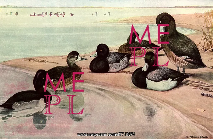  : Beach Ducks