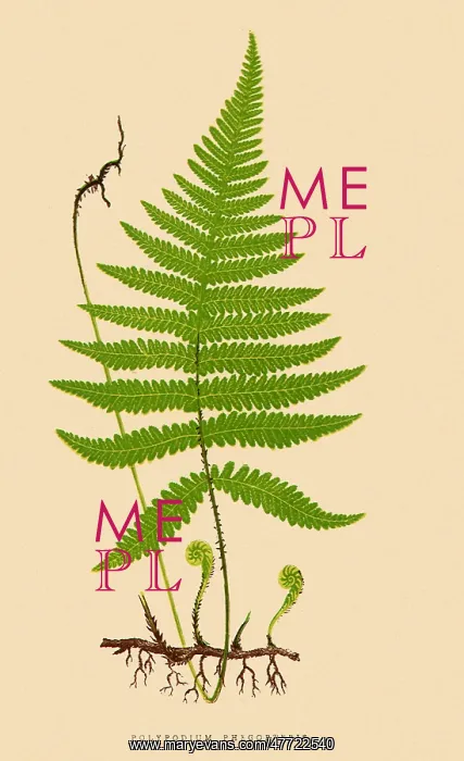  : The Beach Fern