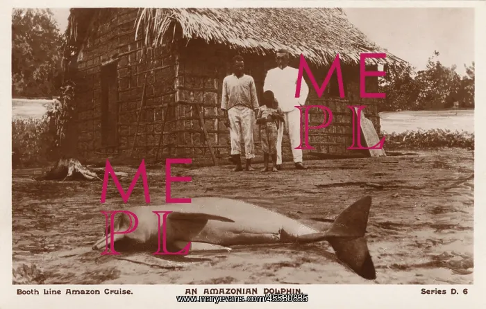 : A beached Amazon River Dolphin : A beached Amazon River Dolphin
