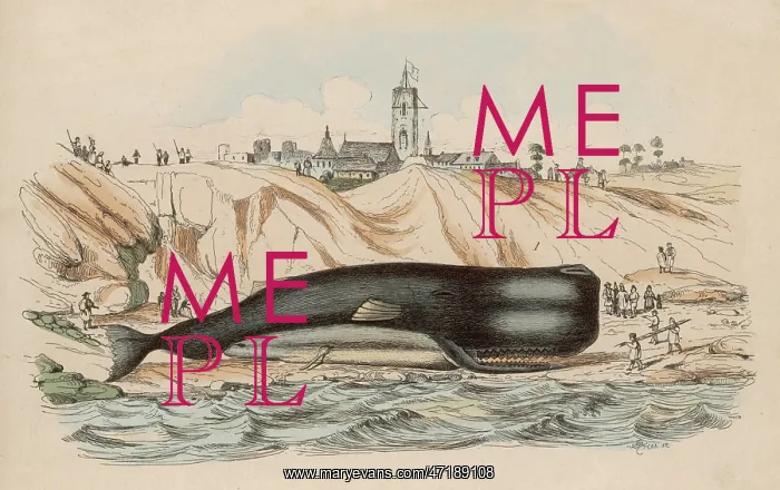 : BEACHED SPERM WHALE