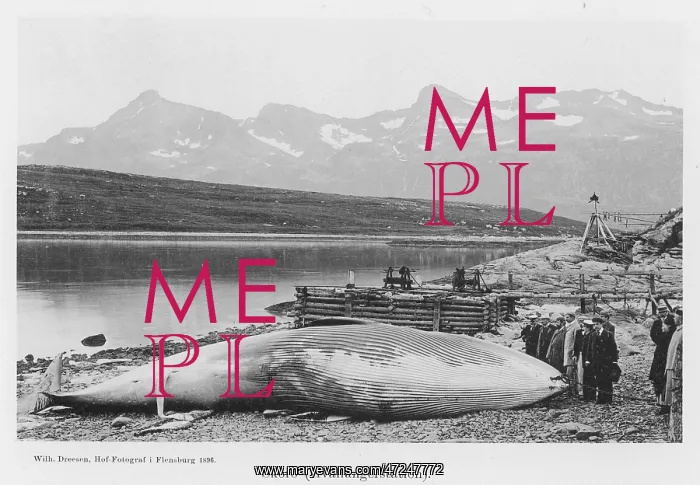  : BEACHED WHALE / NORWAY