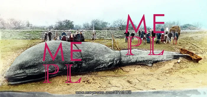  : A beached whale, UK, Victorian period