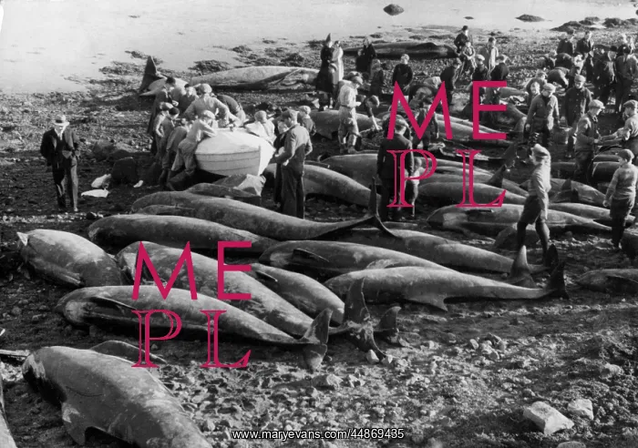 : BEACHED WHALES : BEACHED WHALES