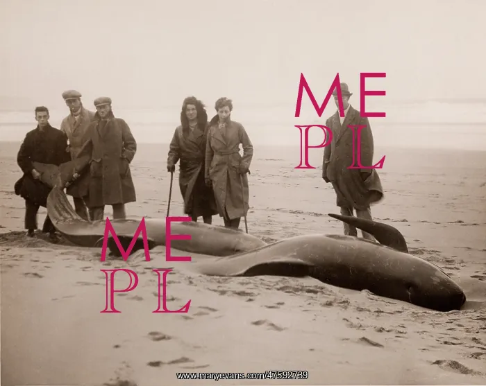 : Beached whales alive in a Cornish village, 1932 : Beached whales alive in a Cornish village, 1932