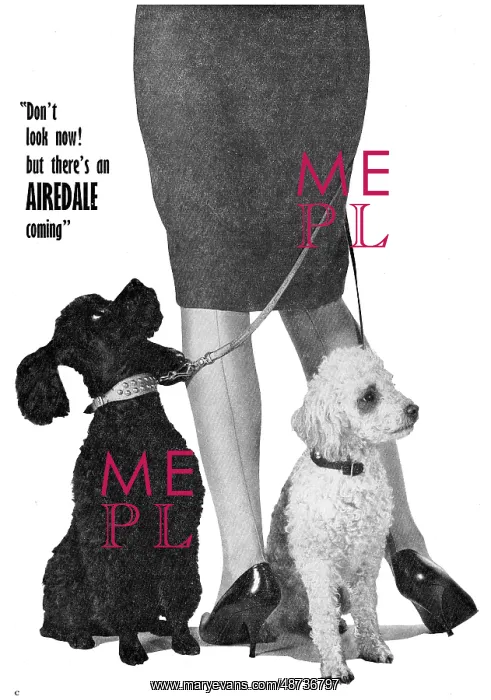 : Beagle Airedale : Beagle Airedale