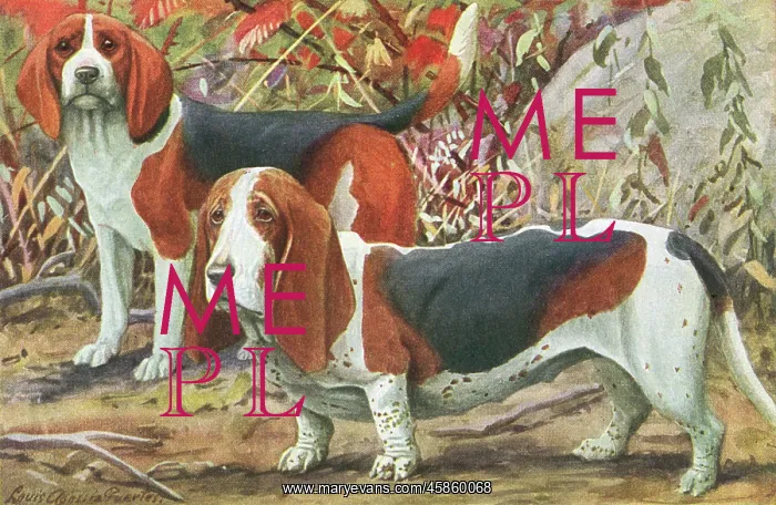 : Beagle and Basset Hound : Beagle and Basset Hound