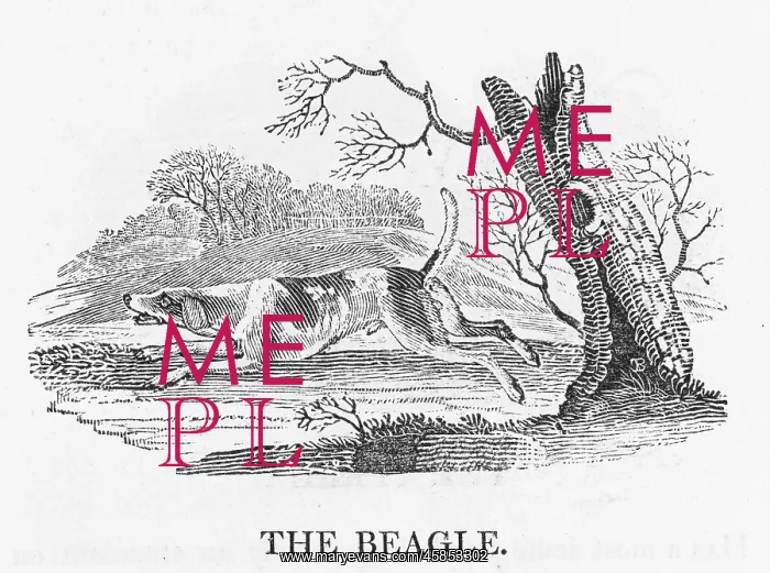 : BEAGLE (BEWICK) : BEAGLE (BEWICK)