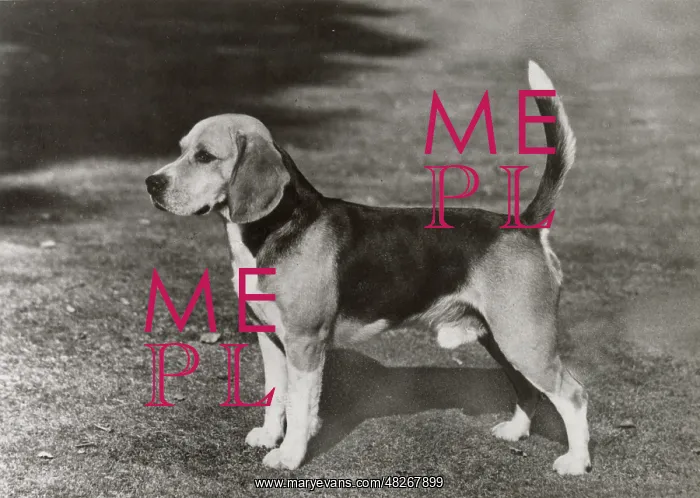  : Beagle, Ch Rozavel Elsy's Diamond Jerry