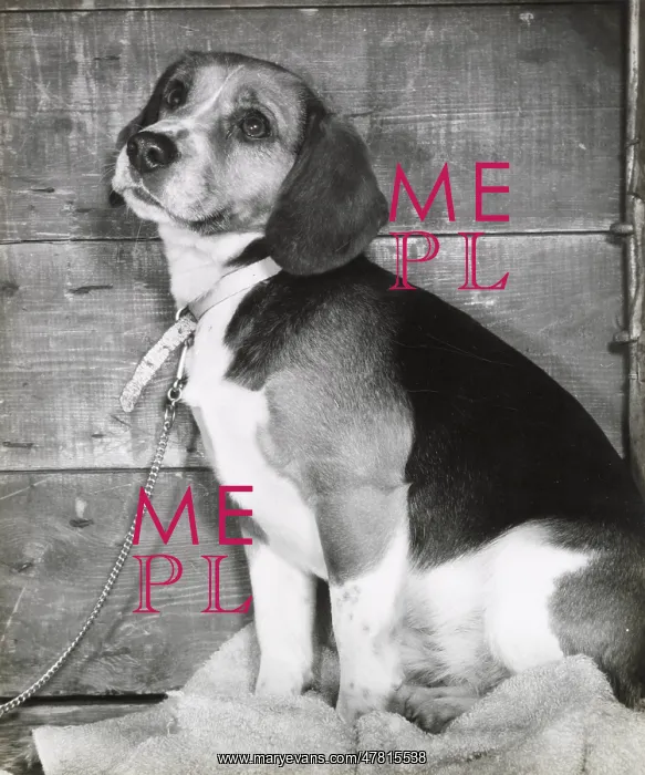  : Beagle dog with collar and chain