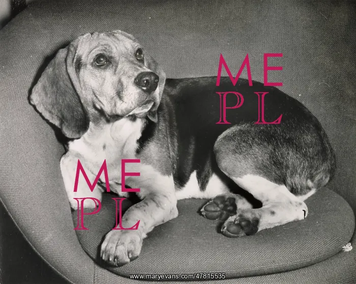  : Beagle dog curled up in a chair