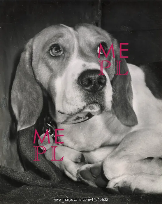  : Beagle dog lying down