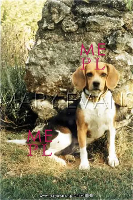 : BEAGLE (ME PHOTO) : BEAGLE (ME PHOTO)