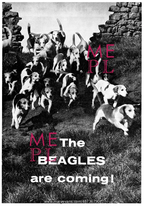 : The Beagles Are Coming! : The Beagles Are Coming!