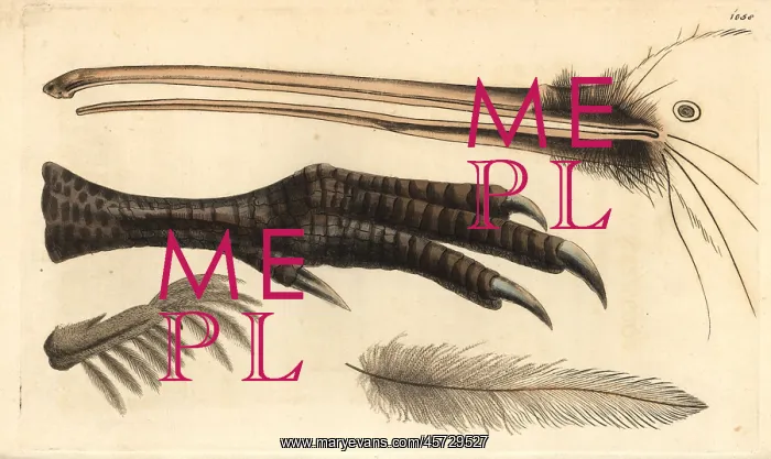 : Beak, foot, feather and claw of the brown kiwi : Beak, foot, feather and claw of the brown kiwi