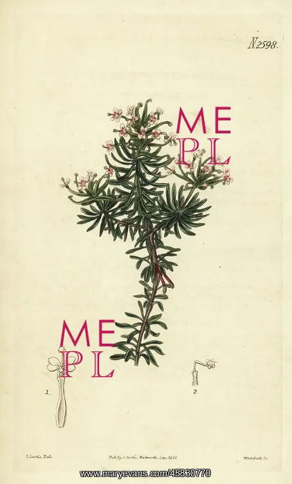 : Beaked triggerplant, Stylidium adnatum : Beaked triggerplant, Stylidium adnatum