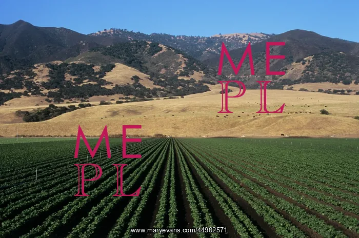 : Bean field salinas valley, CA : Bean field salinas valley, CA